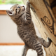 Illustration for article titled Just a strong cat doing some pull-ups, putting the rest of us to shame